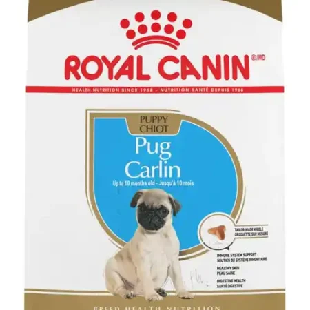 BHN Pug Puppy
