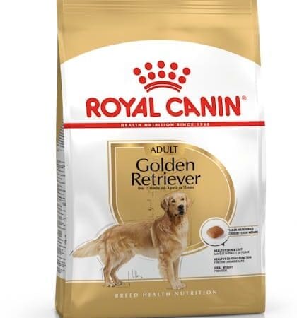 BHN Golden Retriever