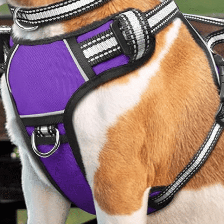 Pechera WINSEE morada